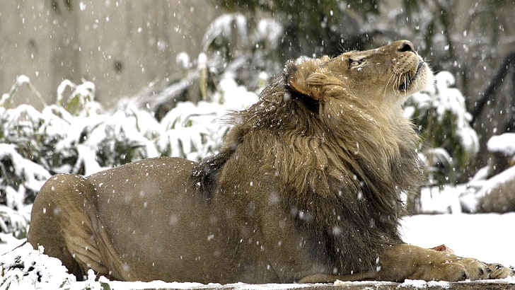 adult brown lion, snow, cold temperature, mammal, winter, animal themes, HD wallpaper