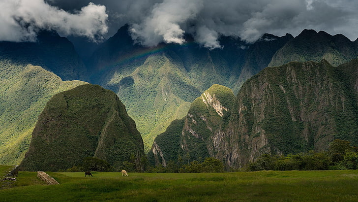 grassland, machu picchu, andes, peru, citadel, inca, cloud, HD wallpaper