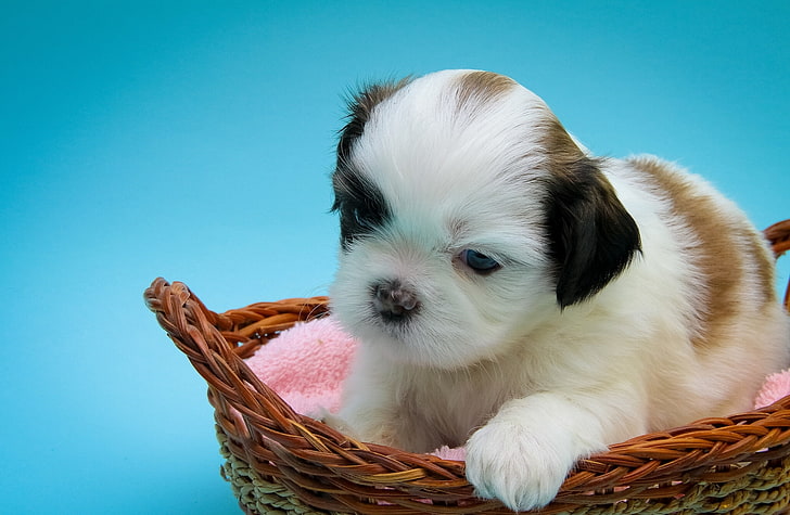 basket, dog, baby, puppy, Shih Tzu, HD wallpaper