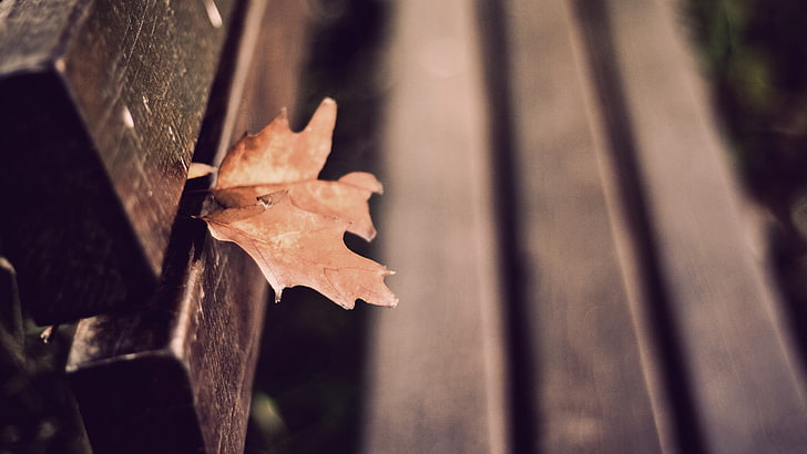 brown leaf on brown wooden bench, shallow focus photography of brown leaf