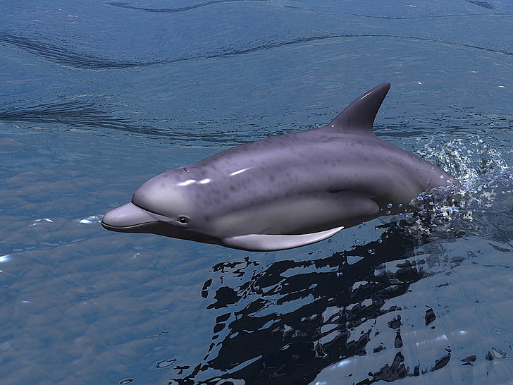 3D Dolphins, gray whale, animal, water, animal themes, animals in the wild