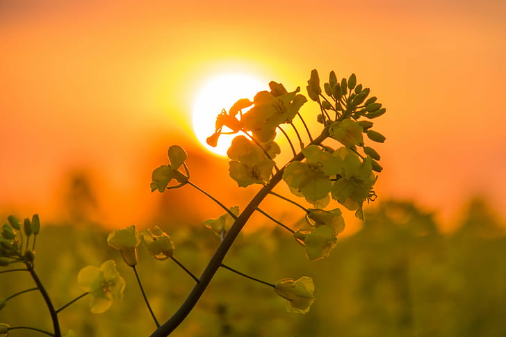 close-up photo of yellow Rapeseed flower at sunset, field, Raps