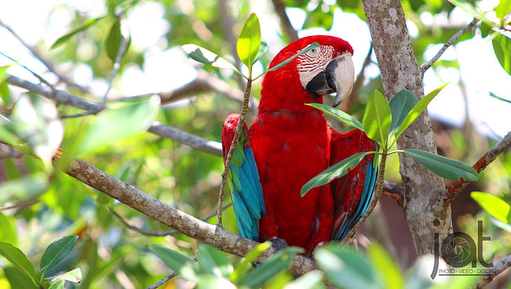 Animales, Ave, Loro, Rojo, parrot, bird, macaw, vertebrate