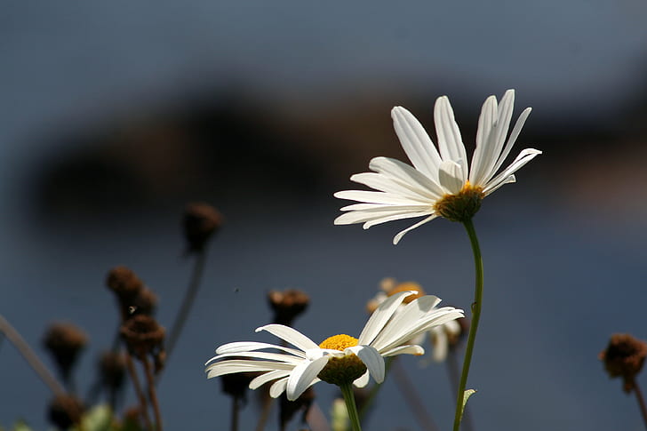 selective focus photography of two white daisies, el día, de