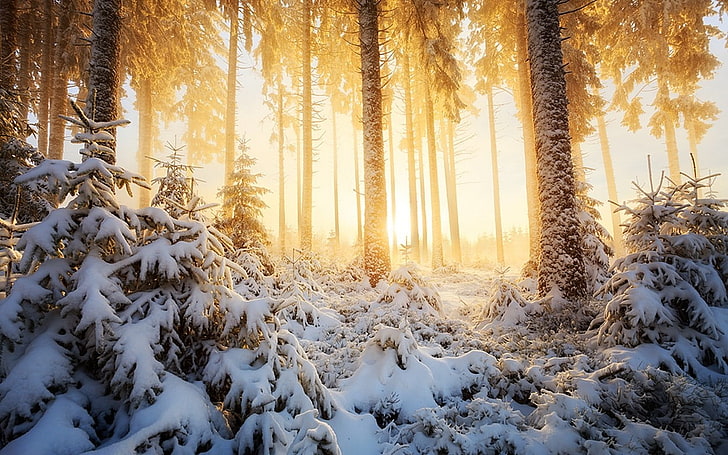 snow covered forest digital wallpaper, nature, landscape, winter