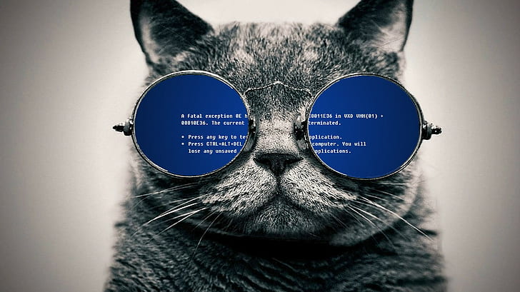 cat, glasses, Blue Screen of Death, HD wallpaper