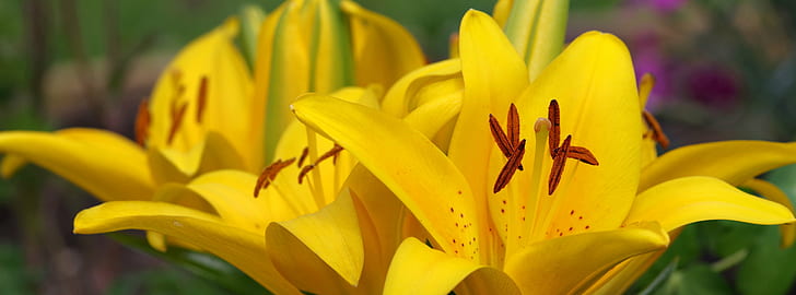 closeup photography of yellow lily flowers, lily, Facebook, Cover, HD wallpaper
