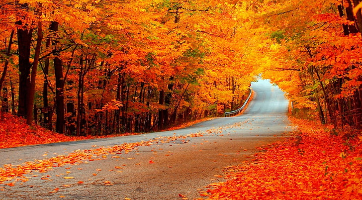 Beautiful Autumn Orange Trees, Road, Seasons, Nature, Color, Fall, HD wallpaper