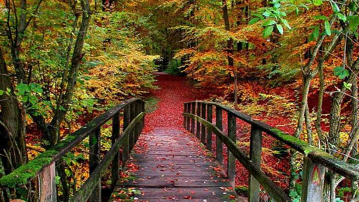 leaf, nature, autumn, vegetation, woodland, tree, path, leaves