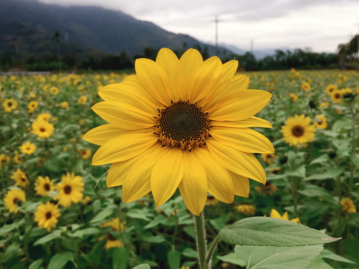 Sun flower farm, sunflowers, sunflowers, We Love, Taiwan, Image, HD wallpaper