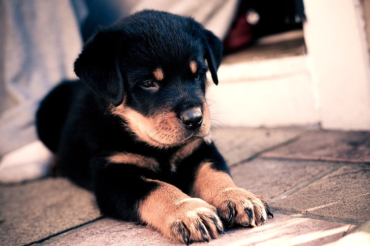 black mahogany Rottweiler puppy, cute, baby, dog, pets, animal, HD wallpaper
