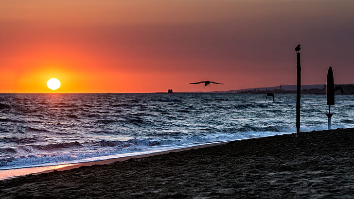 Sunset Bird Beach Ocean HD, nature