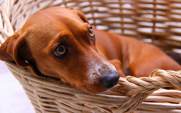 adult red dachshund, dog, fee, cart, waiting, fear, animal, pets