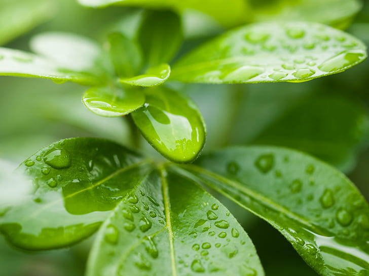 ovate green leaf plant, Leaves, Droplets, Macro, London, Olympus E-3, HD wallpaper