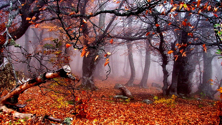 autumn, forest, leaves, woods, tree, nature, fog, woodland, HD wallpaper
