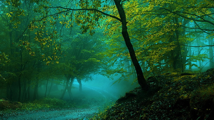 spring, forest, pathway, trees, misty, wet