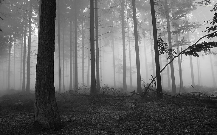 nature, trees, monochrome, forest, leaves, mist, branch, land, HD wallpaper