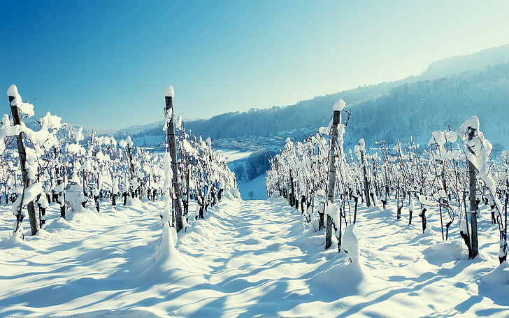 snow field, landscape, winter, cold temperature, nature, sky, HD wallpaper