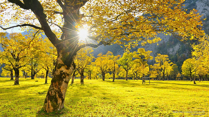 Maple Tree in Autumn, Tyrol, Austria, Fall, HD wallpaper