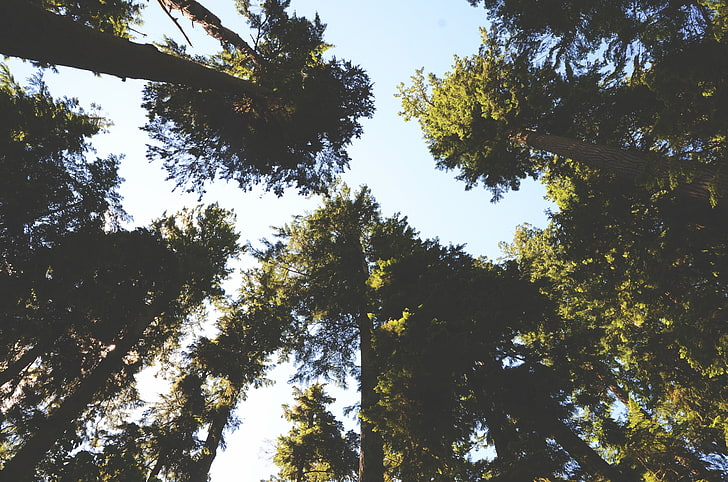 nature, trees, sky, forest, plant, low angle view, growth, tranquility