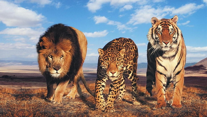 HD wallpaper: wild cats, tiger, lion, big cats, leopard, eyes, savanna,  animals | Wallpaper Flare