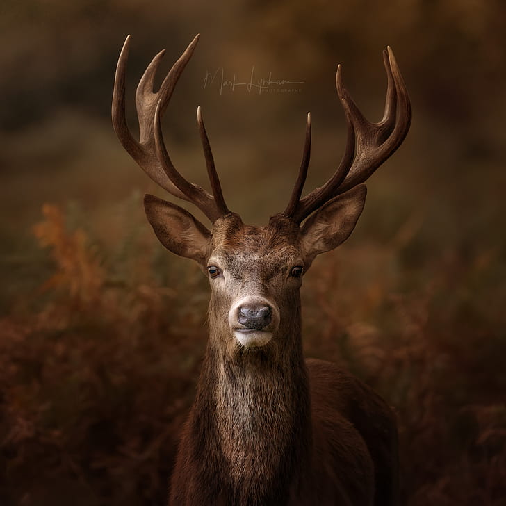 stags, deer, nature, Richmond Park, UK