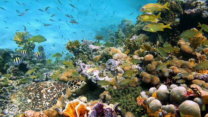 coral reef desktop background hd, HD wallpaper