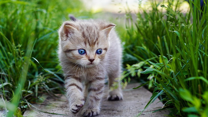cat, grass, kitty, cute, HD wallpaper