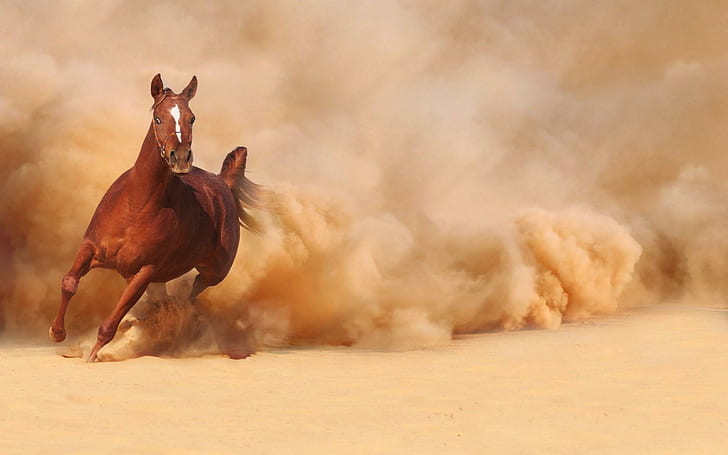 Horse Running Dust, HD wallpaper