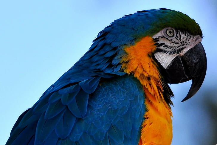 close up photo of blue and orange parrot, psittacines, parrot, psittacines