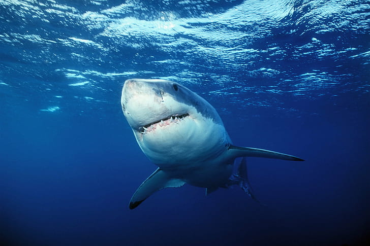 photography of great white shark underwater, hete, Animals, Dark blue, HD wallpaper
