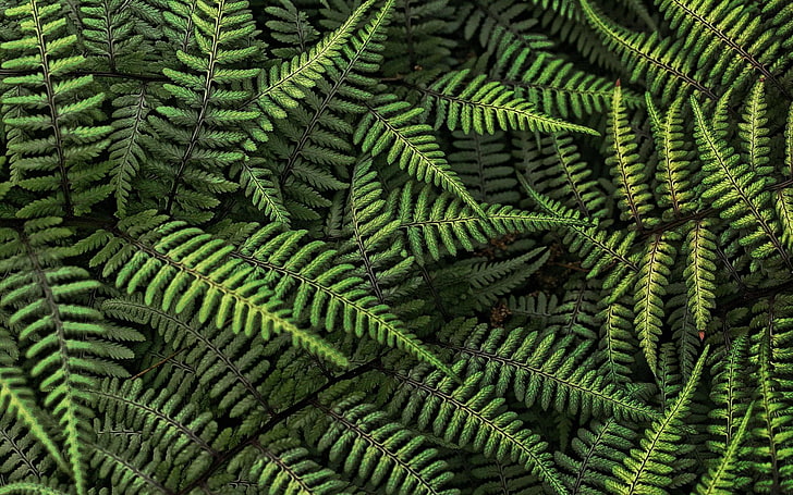 green fern plants, nature, ferns, leaves, growth, green color