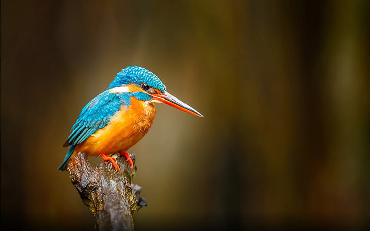 Common Kingfisher Orange Blue Bird River Bentota In Sri Lanka Desktop Hd Wallpapers For Mobile Phones And Computer 3840×2400