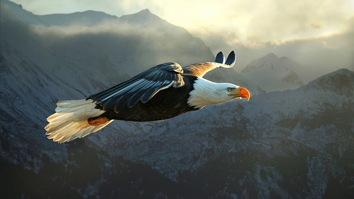 black and white American eagle, animals, nature, bald eagle, bird