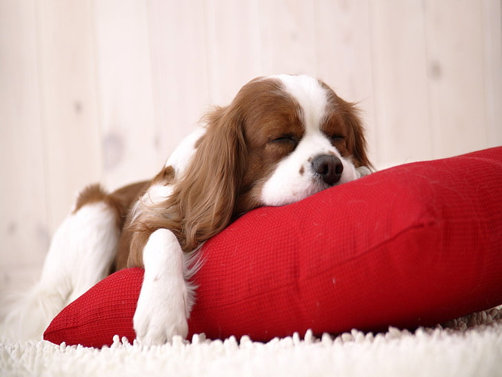 Dog sleep on Cushion, long-coated white and brown dog, Animals