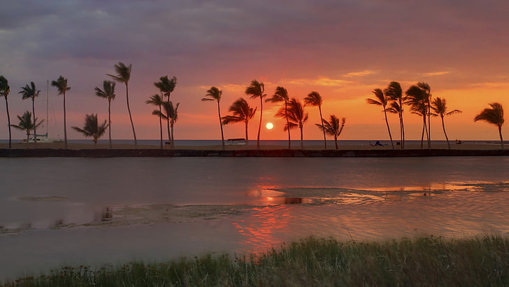 coconut trees, landscape, windy, palm trees, coast, sunset, sky, HD wallpaper