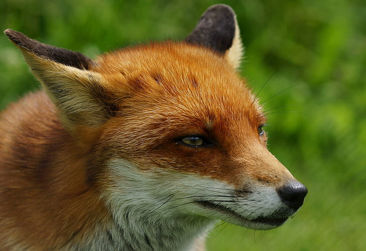 closeup photography of brown and white fox, flo, flo, British  Wildlife  Centre, HD wallpaper