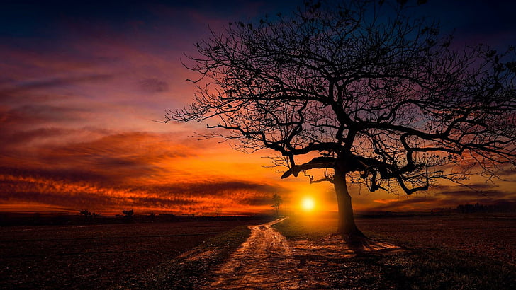 lonely tree, lone tree, sunset, orange sky, red sky, afterglow, HD wallpaper