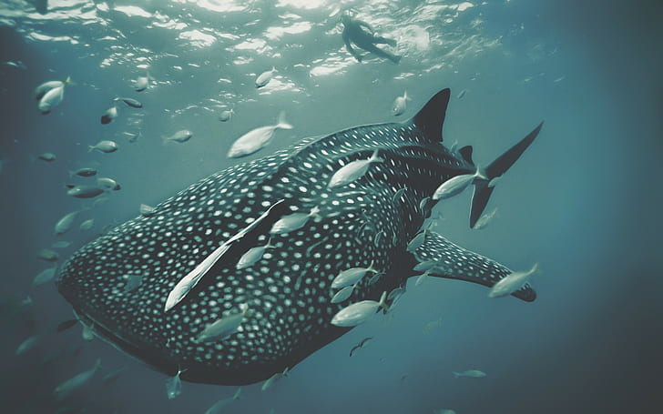 photography, whale, whale shark, fish, animals, underwater
