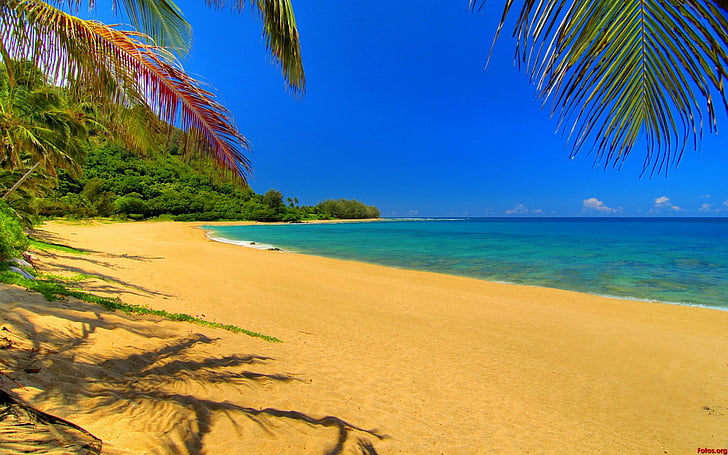 mar, palmeras, playa, tropical, HD wallpaper