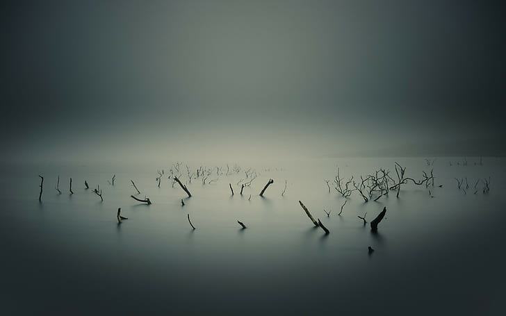 nature, mist, lake, landscape, dead trees, HD wallpaper