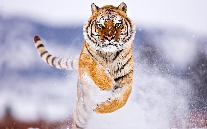 tiger, animals, jumping, animal themes, snow, one animal, mammal