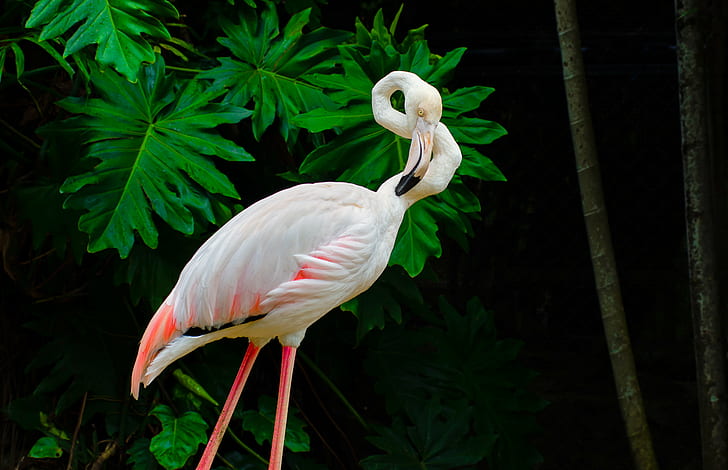 flamingo, phoenicopteridae, phoenicopteridae, Perai, Pulau Pinang, HD wallpaper