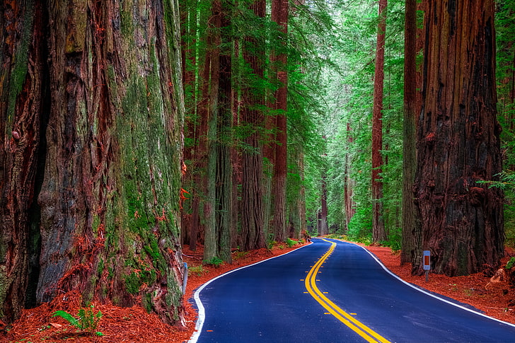 blue and yellow concrete road, forest, trees, United States, California, HD wallpaper