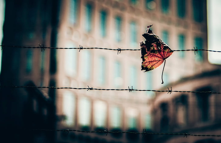 dried leaf, macro, leaves, fence, depth of field, barbed Wire, HD wallpaper