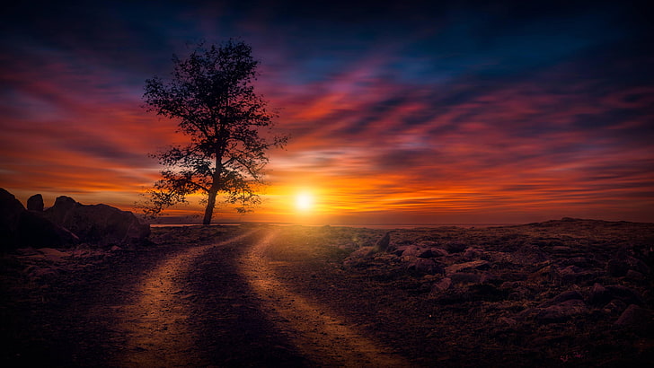 lone tree, beautiful sunset, field, beautiful nature, evening, HD wallpaper
