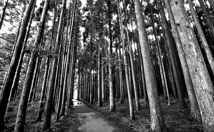 Forest Trail, Black and White, Dark, Nature, Trees, Road, Japan, HD wallpaper