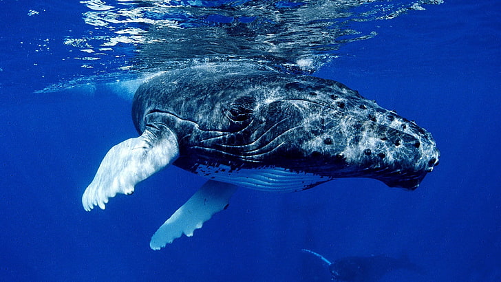 humpback whale, water, ocean, sea, underwater, animal, blue, nature, HD wallpaper