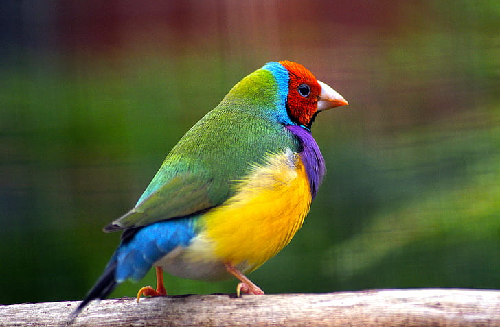 green, yellow, red and blue bird, gouldian finch, gouldian finch, HD wallpaper
