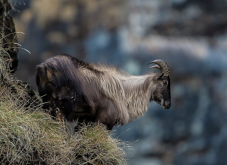gray mountain goat standing on grass, tahr, tahr, Himalayan Tahr, HD wallpaper